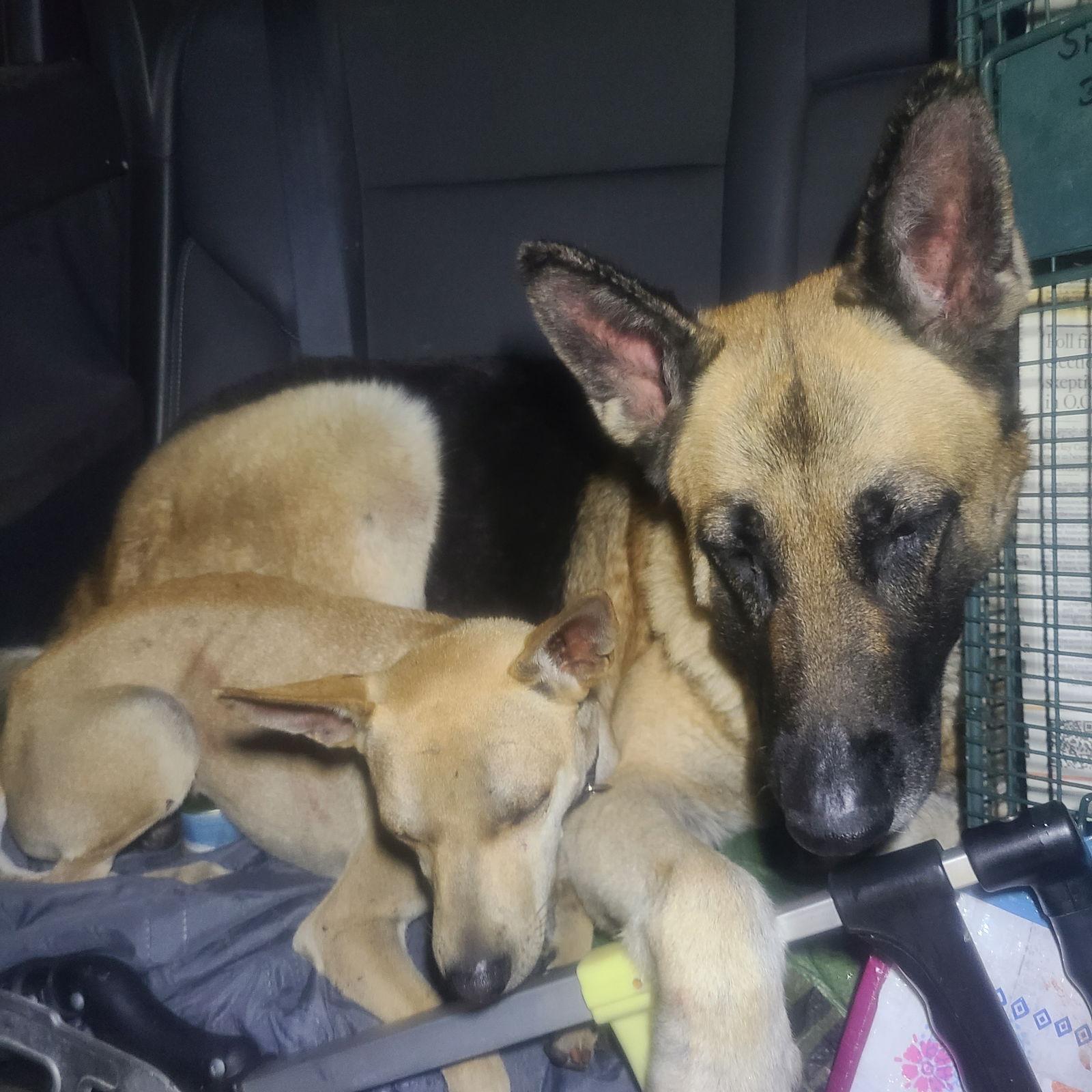 Enlarge Cher, a Adoptable German Shepherd Dog in Los Angeles, CA image 1/3