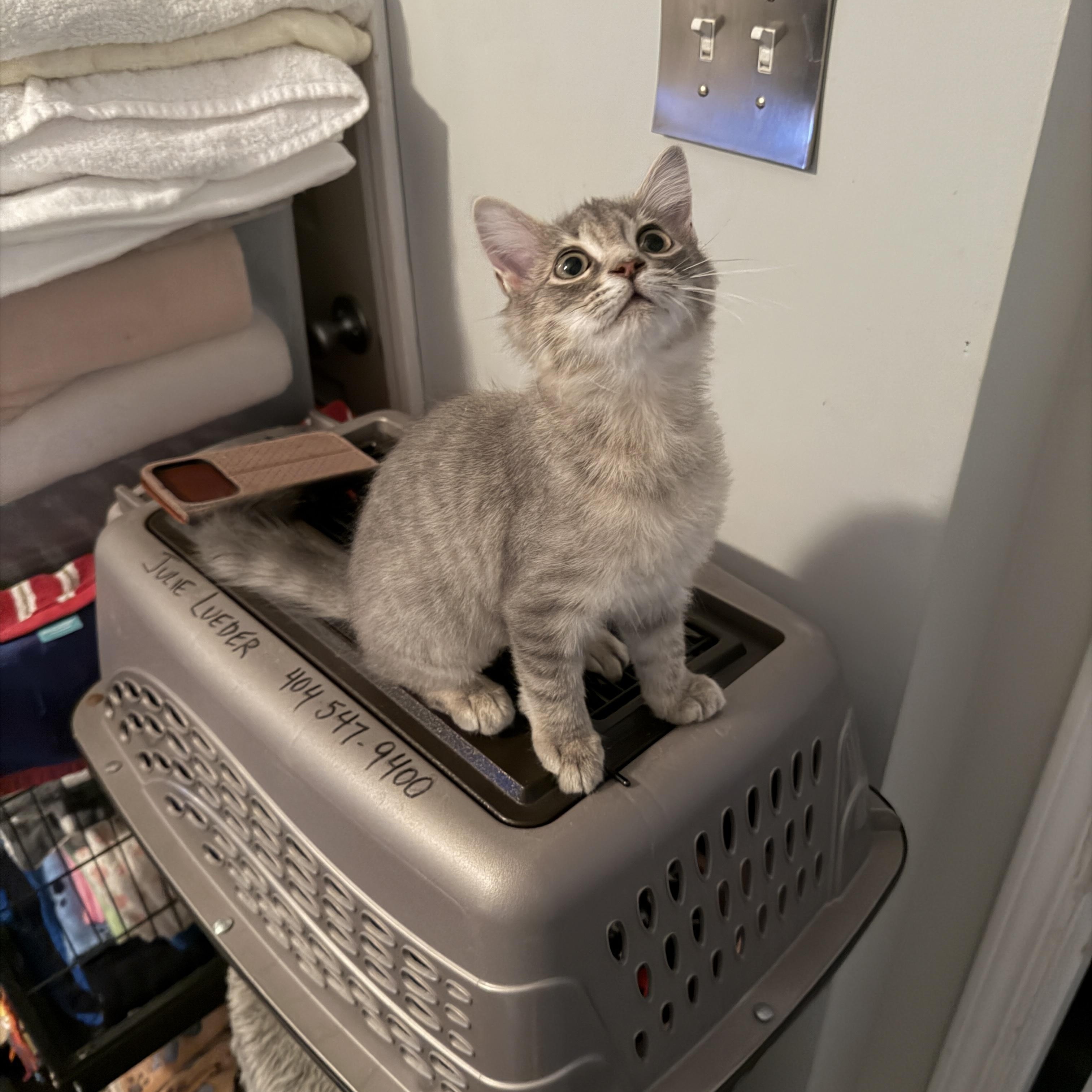 Macaroon, adopted, Kitten Female Domestic Medium Hair.