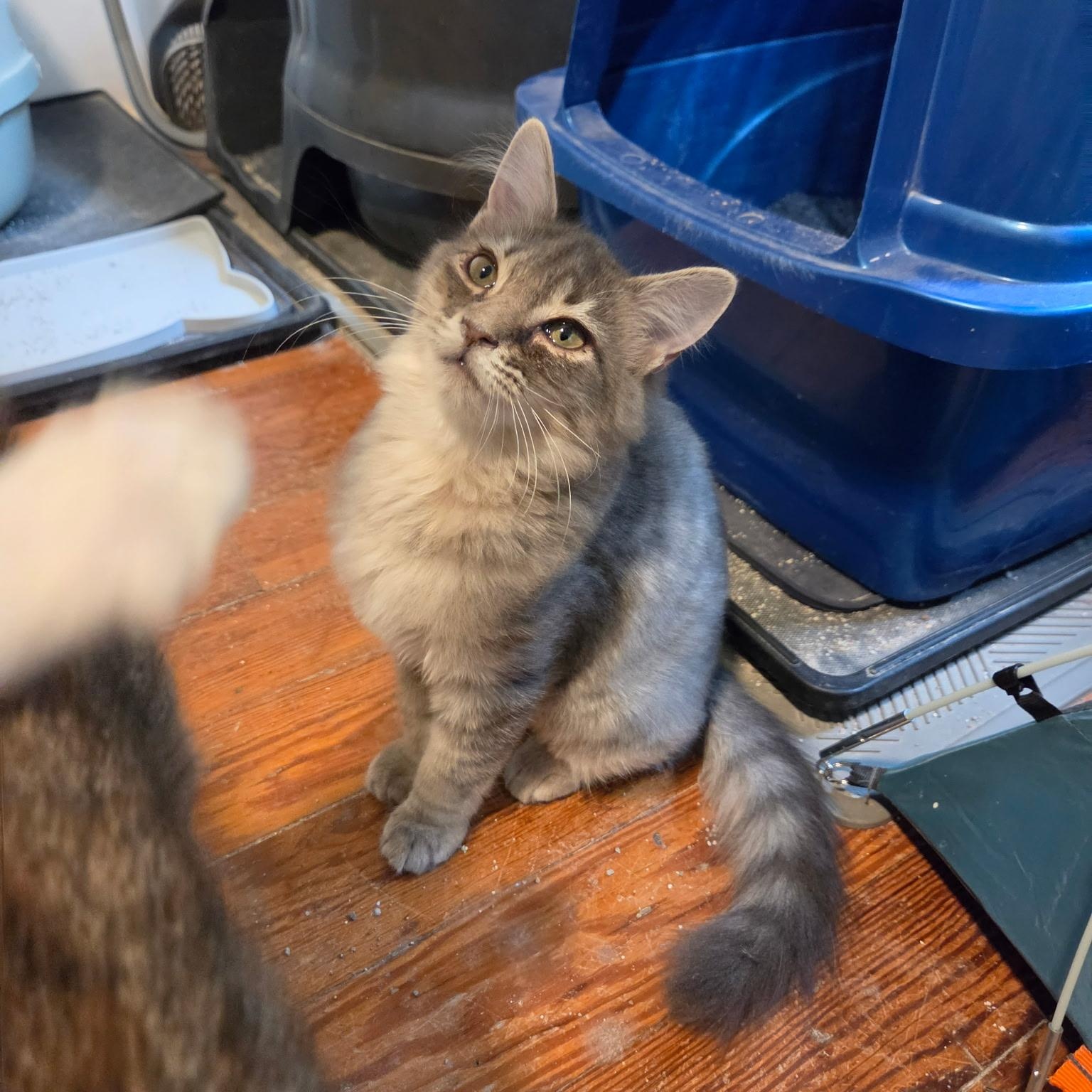 Macaroon, an adopted Domestic Medium Hair in Melrose, MA image 2/3