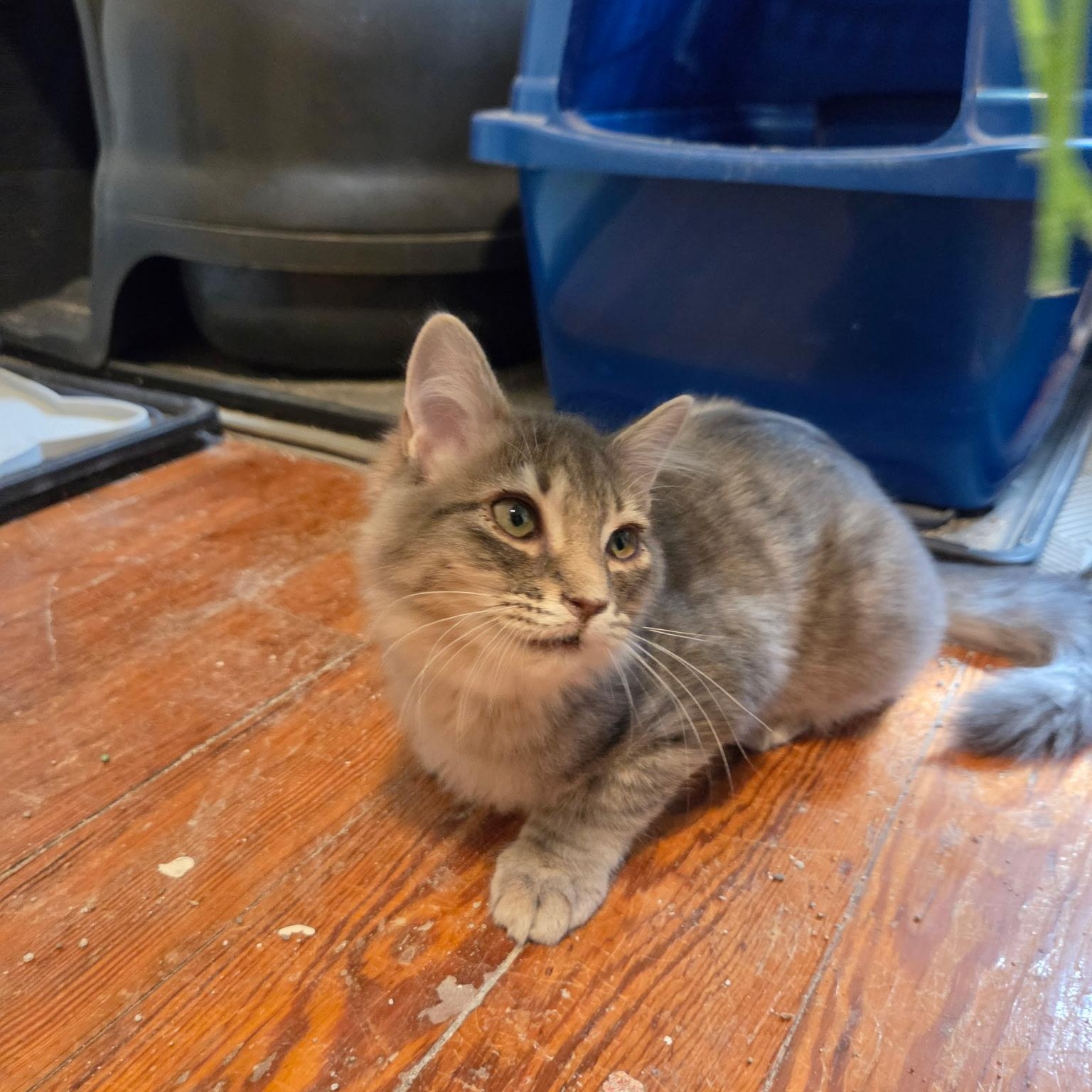 Macaroon, an adopted Domestic Medium Hair in Melrose, MA image 3/3