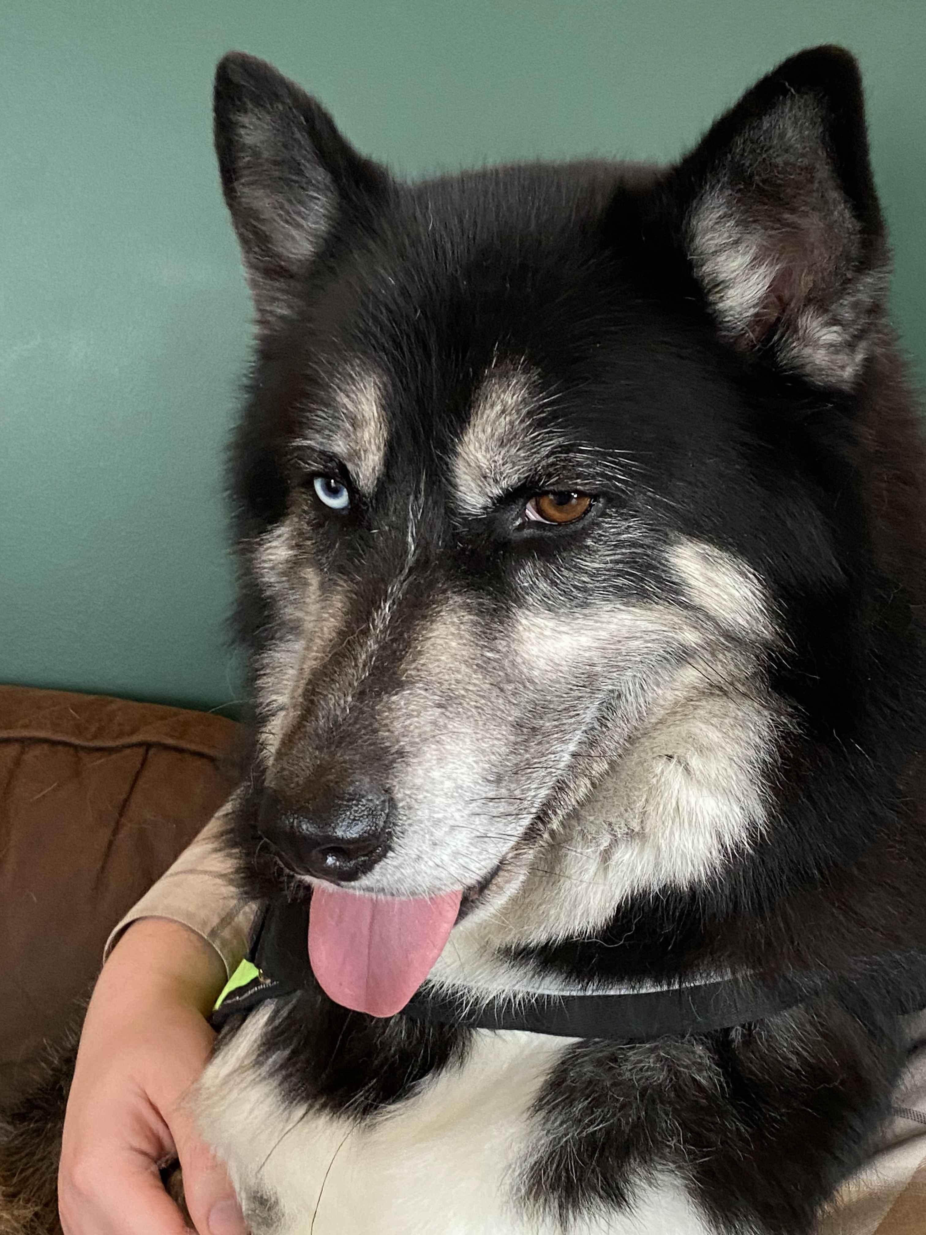 Renegade, a Adoptable mixed breed in Macomb, MI image 2/5