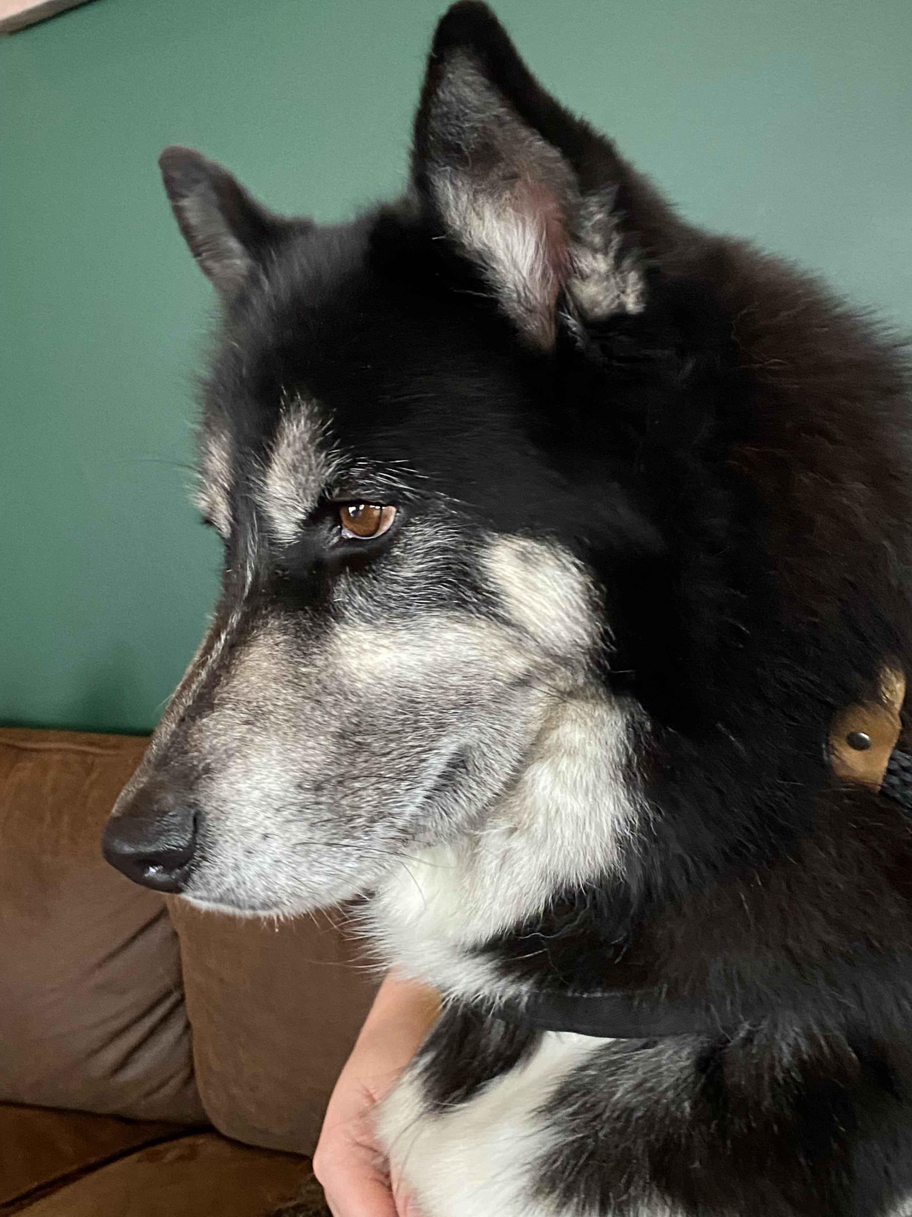 Renegade, a Adoptable mixed breed in Macomb, MI image 3/5