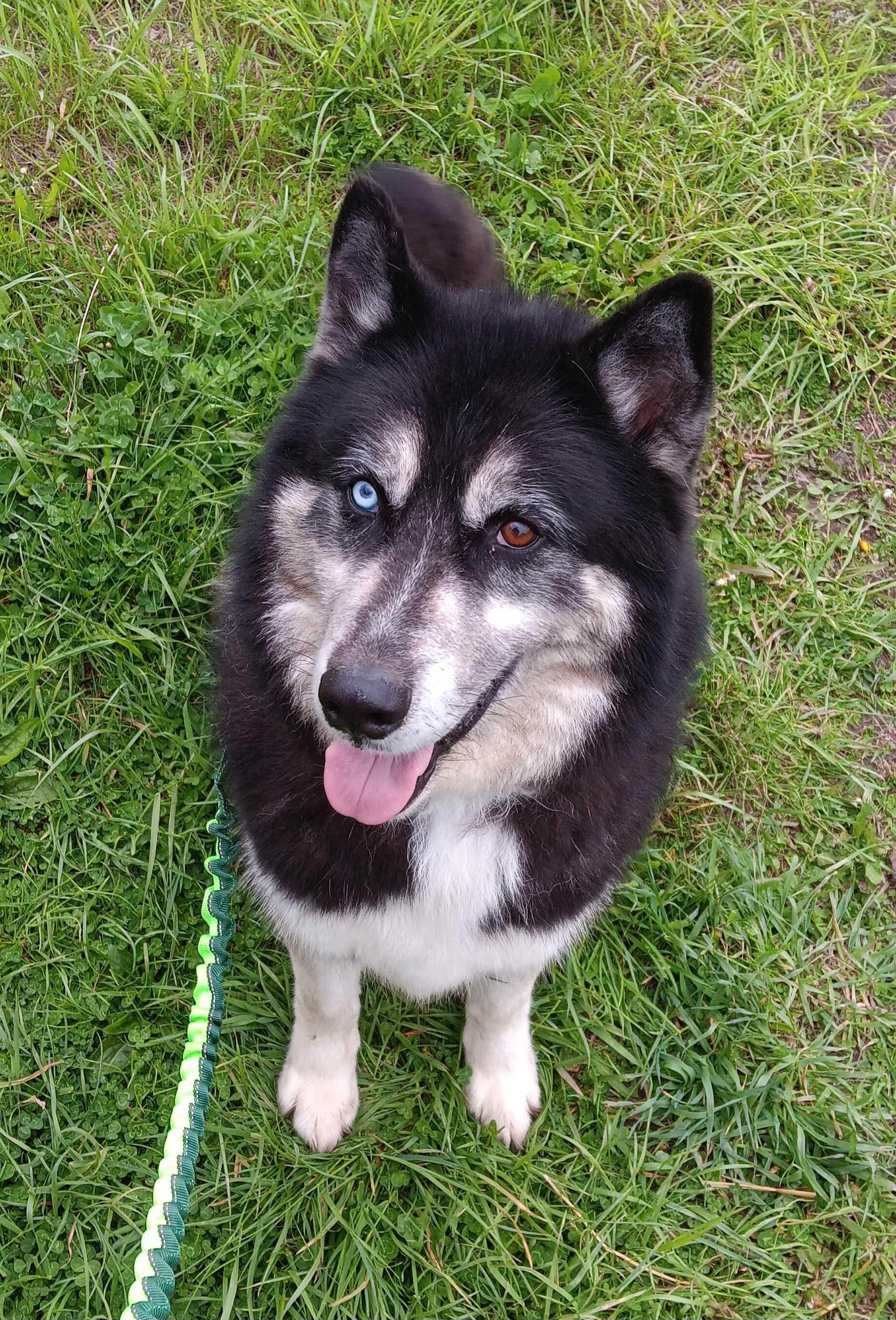Renegade, a Adoptable mixed breed in Macomb, MI image 1/5
