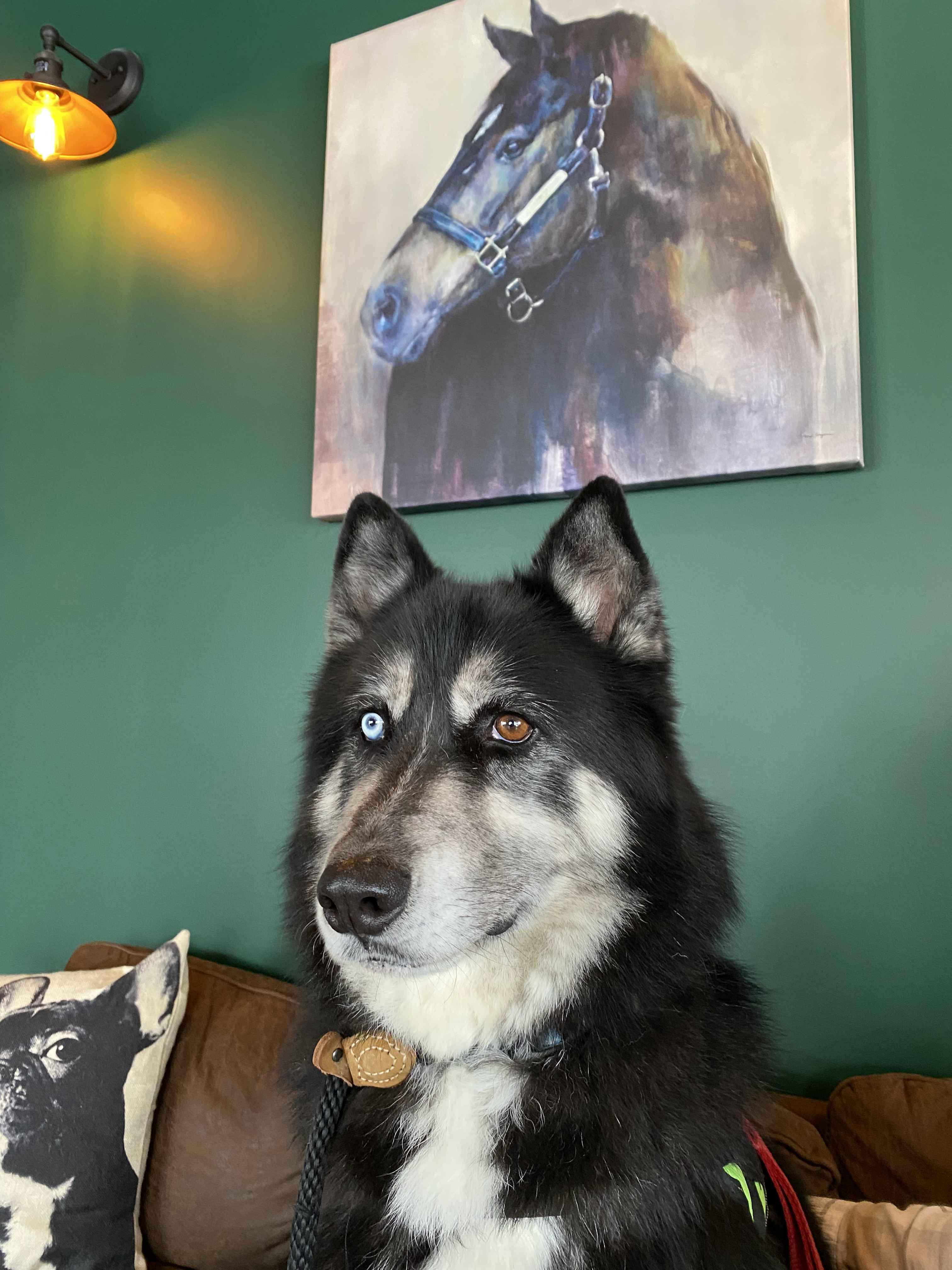 Renegade, a Adoptable mixed breed in Macomb, MI image 4/5