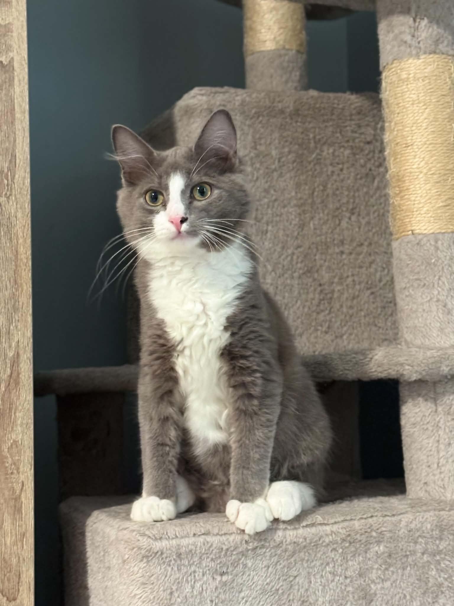 Ren AND Lux, Adopted, Kitten Male Domestic Medium Hair.