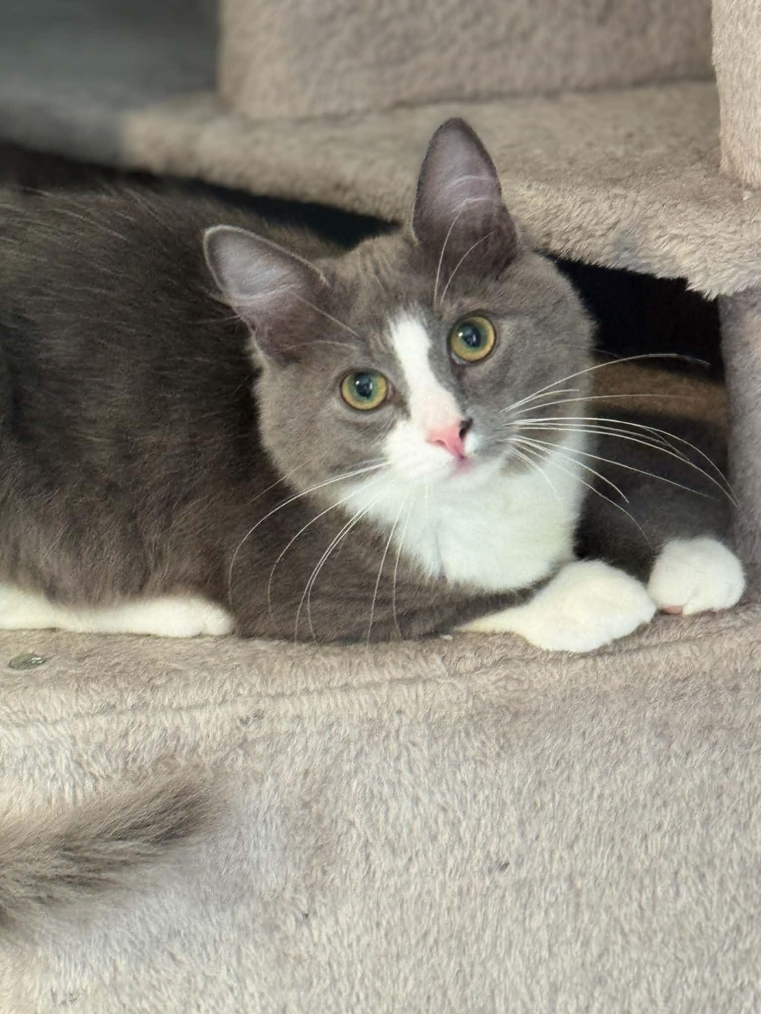 Enlarge Ren AND Lux, a Adopted Domestic Medium Hair in Gonic, NH image 2/3