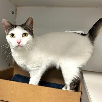 Pebbles, Adoptable, Adult Female Domestic Short Hair.