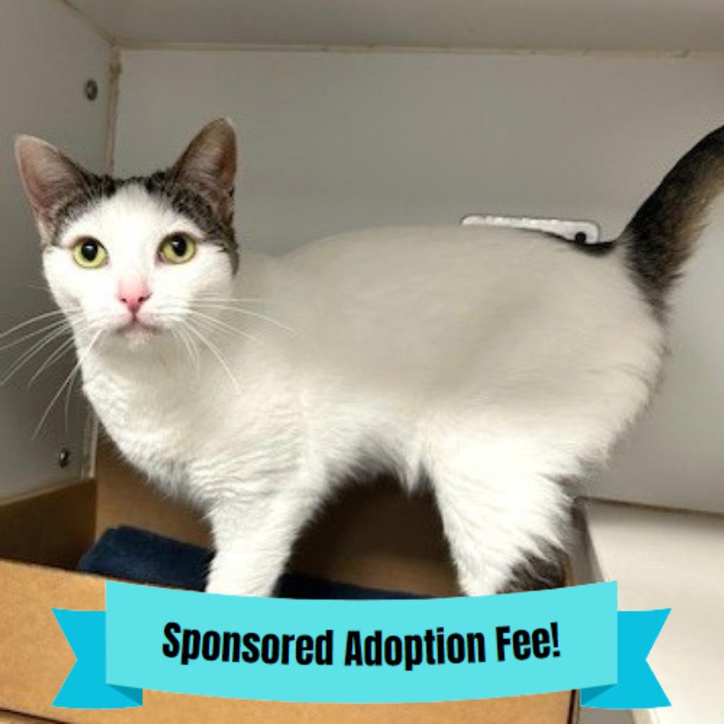 Enlarge Pebbles, a Adoptable Domestic Short Hair in Novelty, OH image 2/3