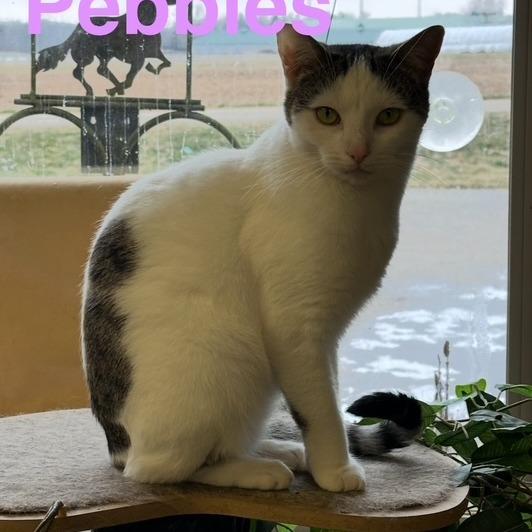 Enlarge Pebbles, a Adoptable Domestic Short Hair in Novelty, OH image 3/3