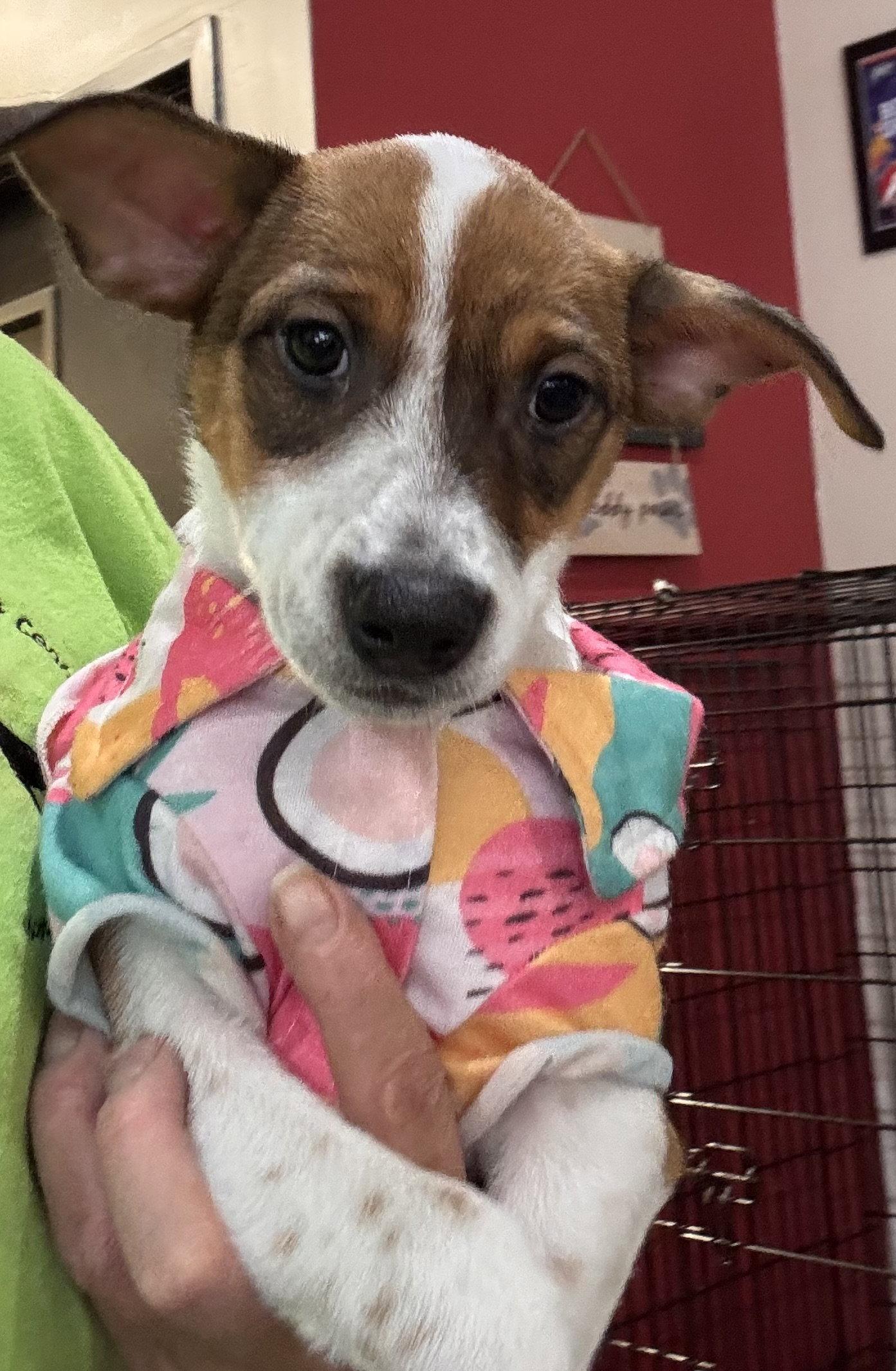 Freddy FH, Adoptable, Puppy Female Jack Russell Terrier & Parson Russell Terrier.