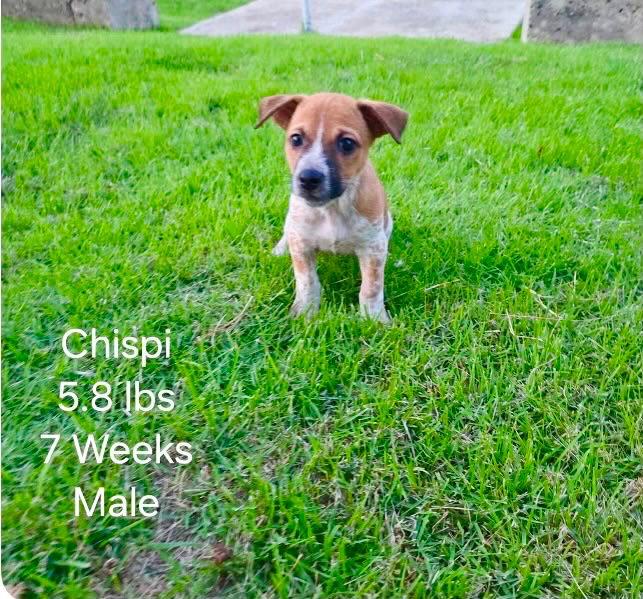 Enlarge Freddy FH, a Adoptable mixed breed in Sanford, FL image 2/3