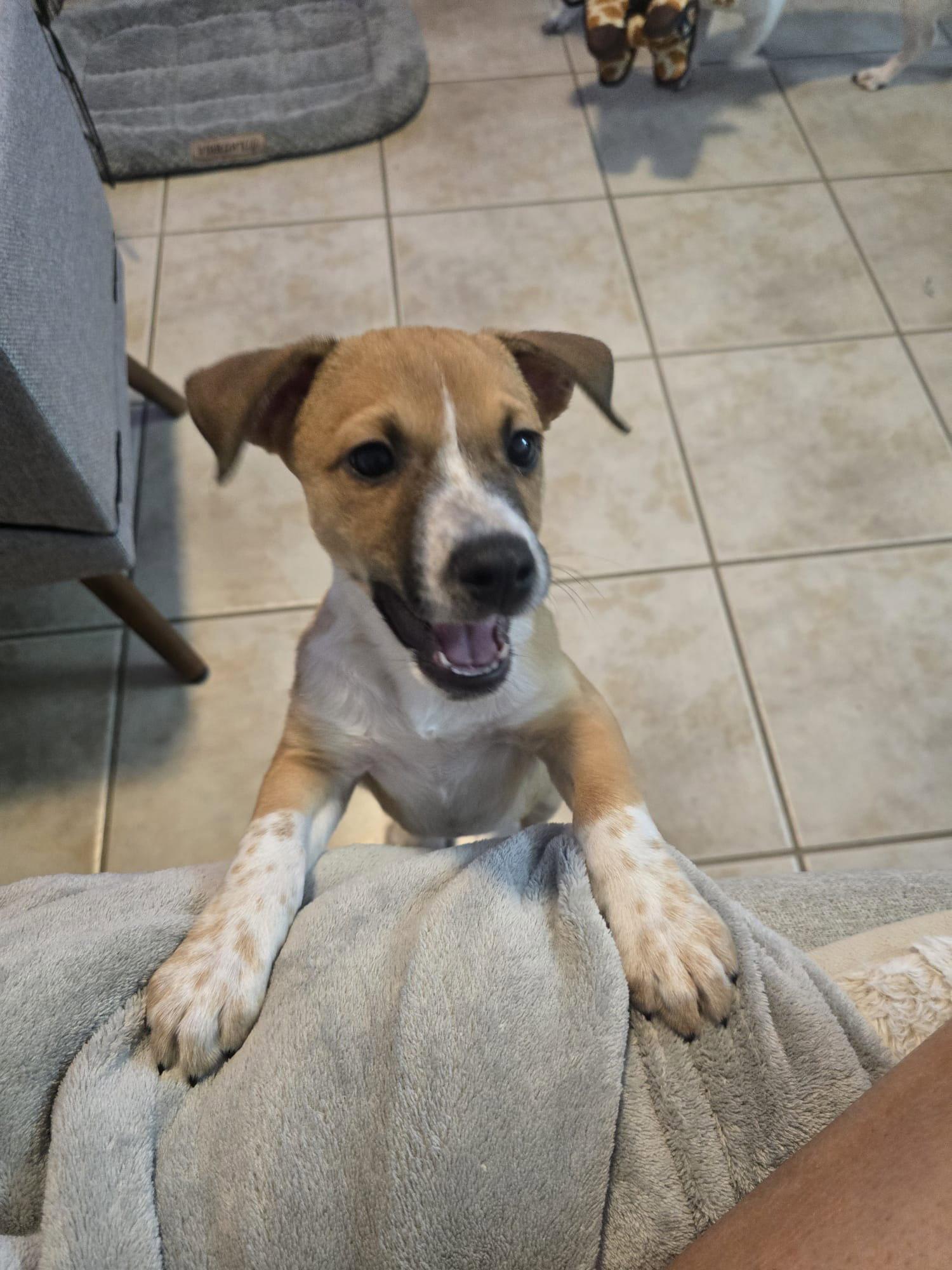 Enlarge Freddy FH, a Adoptable mixed breed in Sanford, FL image 3/3