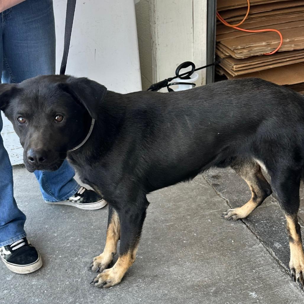 Enlarge Kevin, a Adoptable German Shepherd Dog in New Tazewell, TN image 1/1