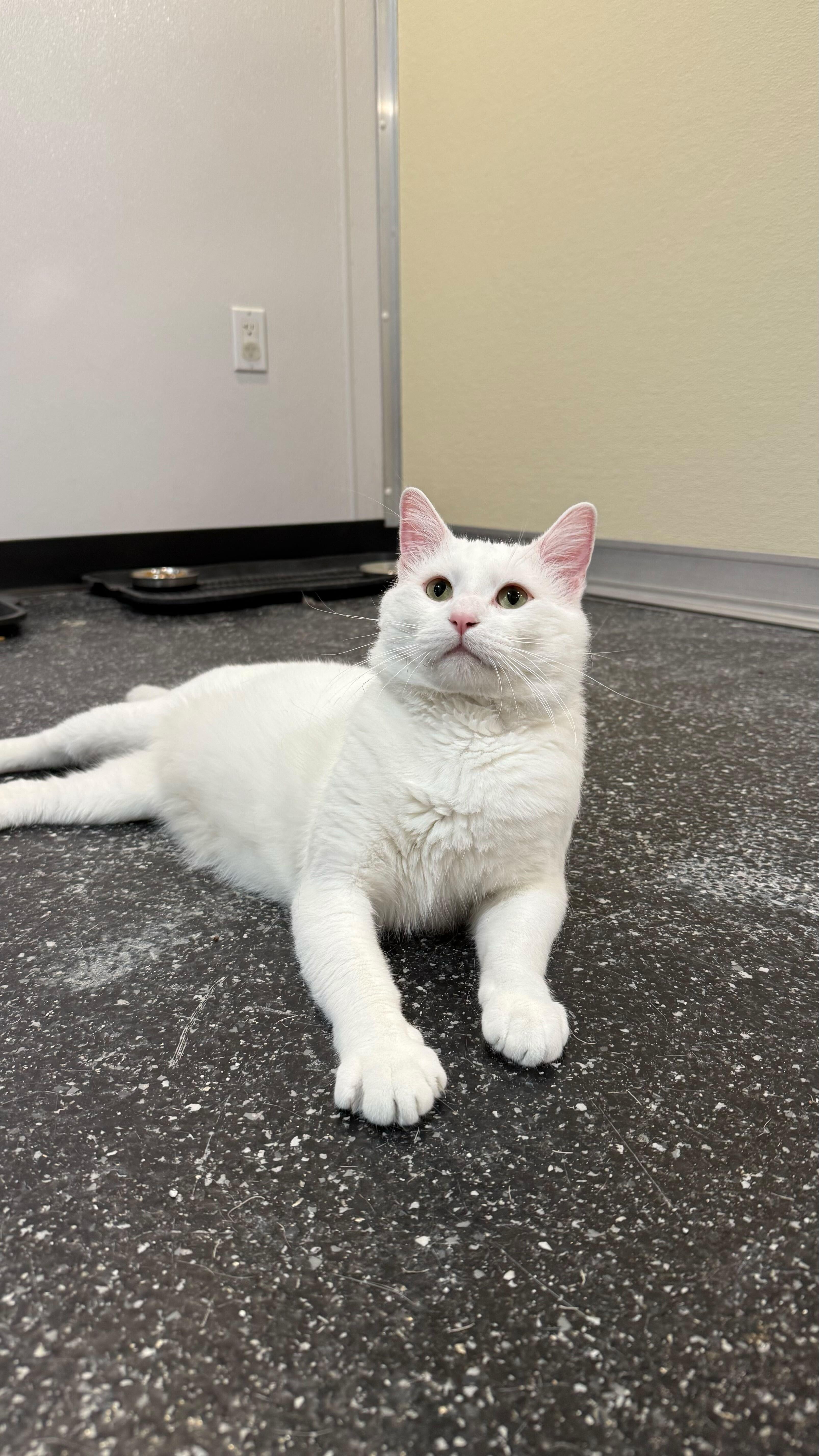 Enlarge Wynter, a Adoptable Domestic Short Hair in Waltham, MA image 3/6