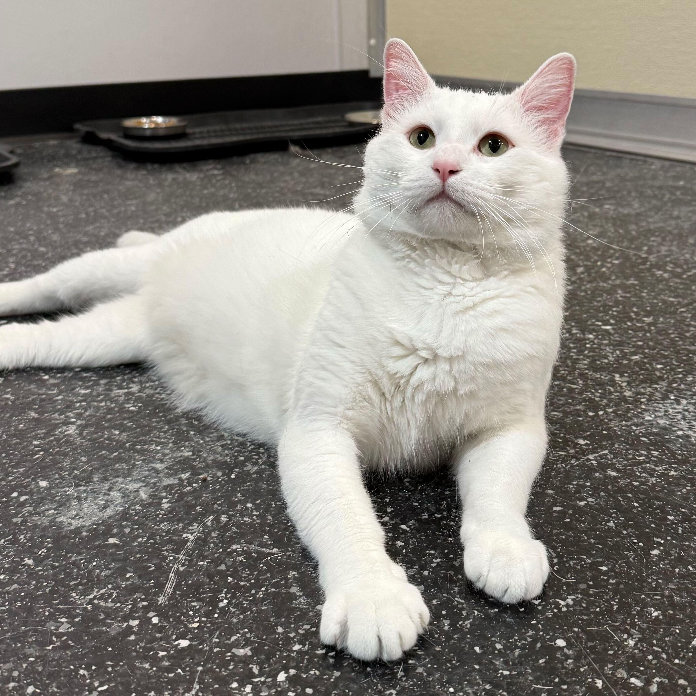 Enlarge Wynter, an adopted Domestic Short Hair in Waltham, MA image 2/6