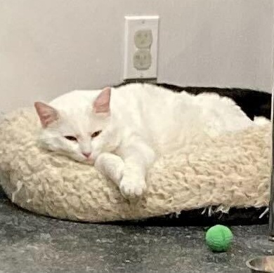 Enlarge Wynter, an adopted Domestic Short Hair in Waltham, MA image 3/6