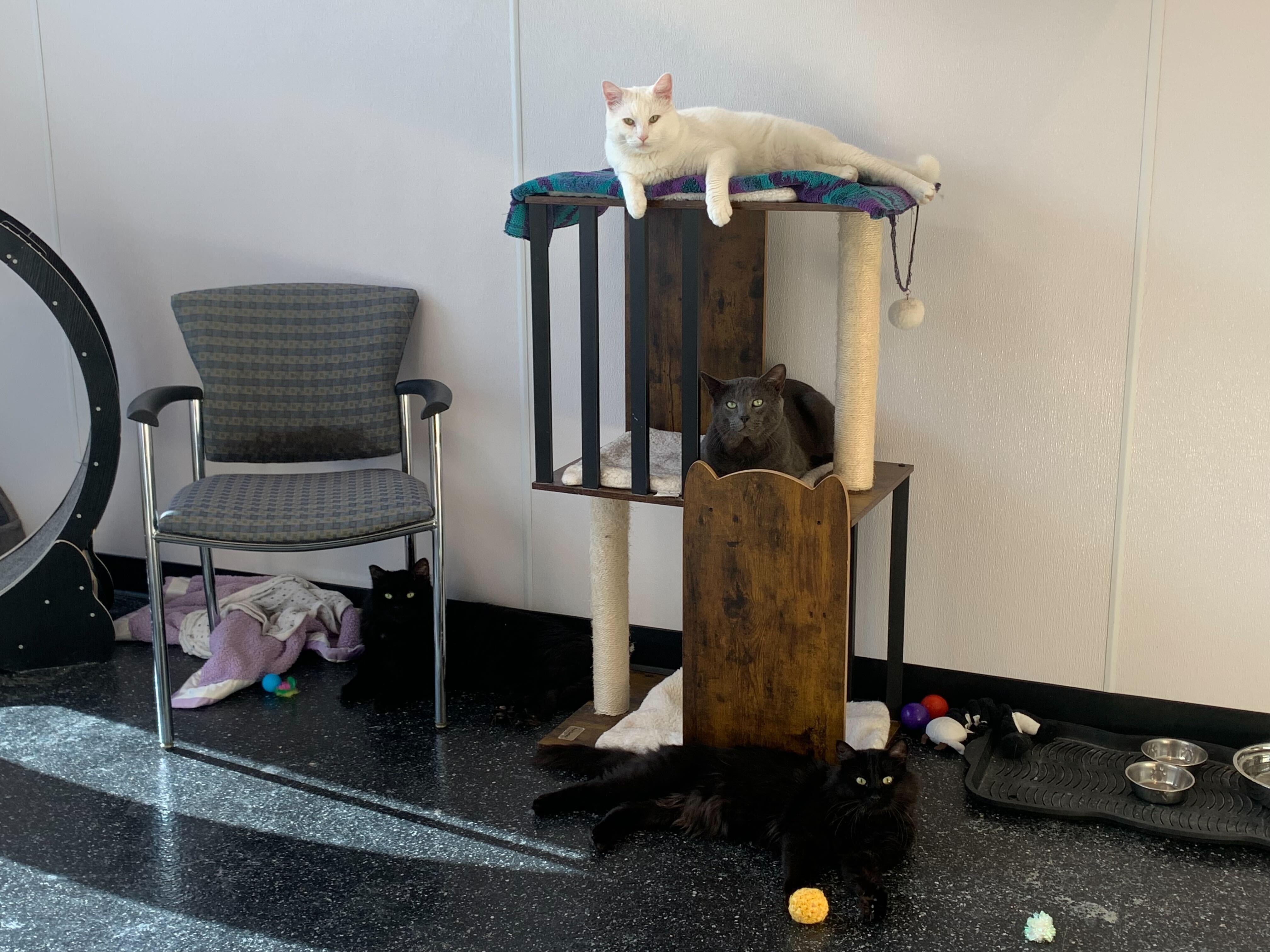 Enlarge Wynter, a Adoptable Domestic Short Hair in Waltham, MA image 6/6