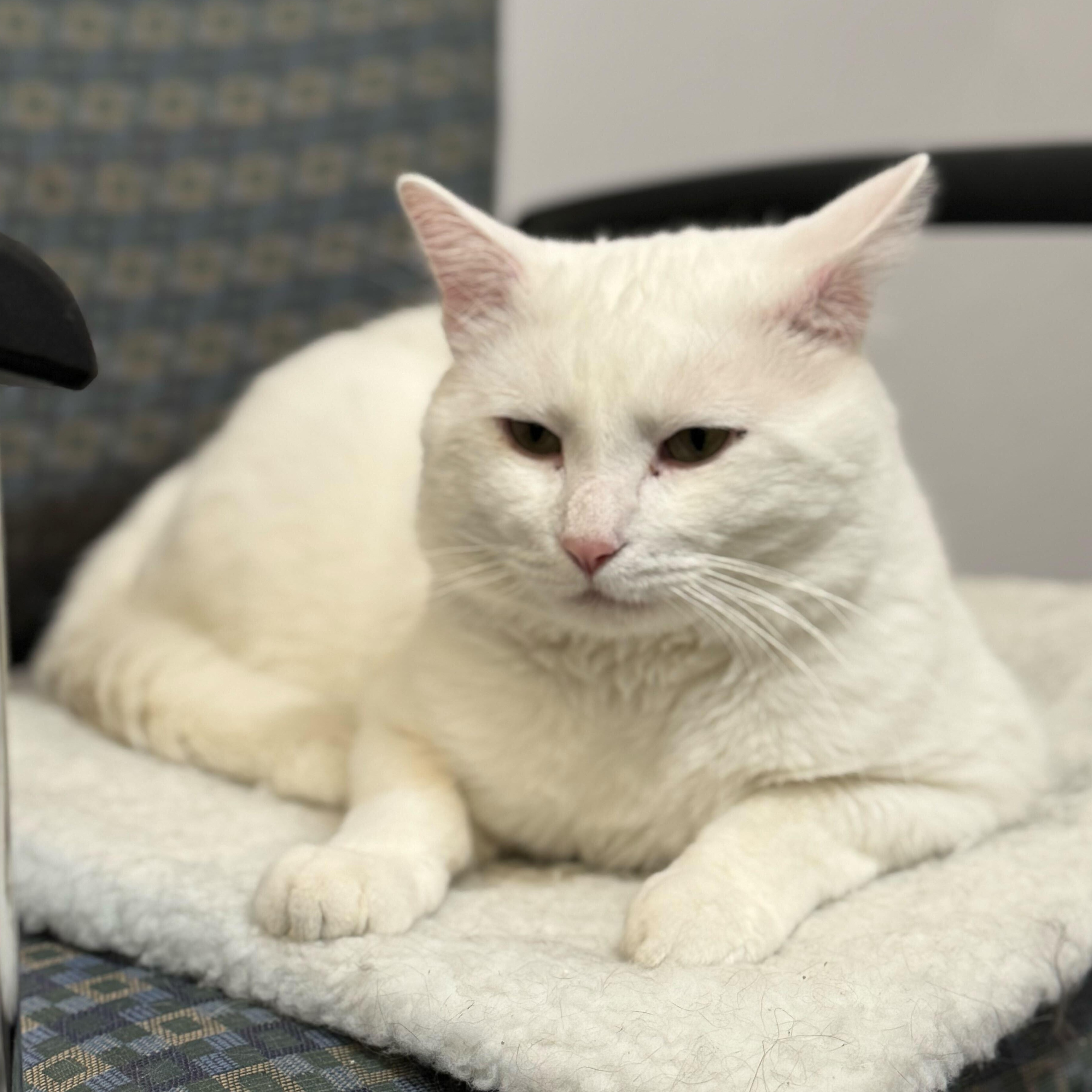 Enlarge Wynter, an adopted Domestic Short Hair in Waltham, MA image 5/6