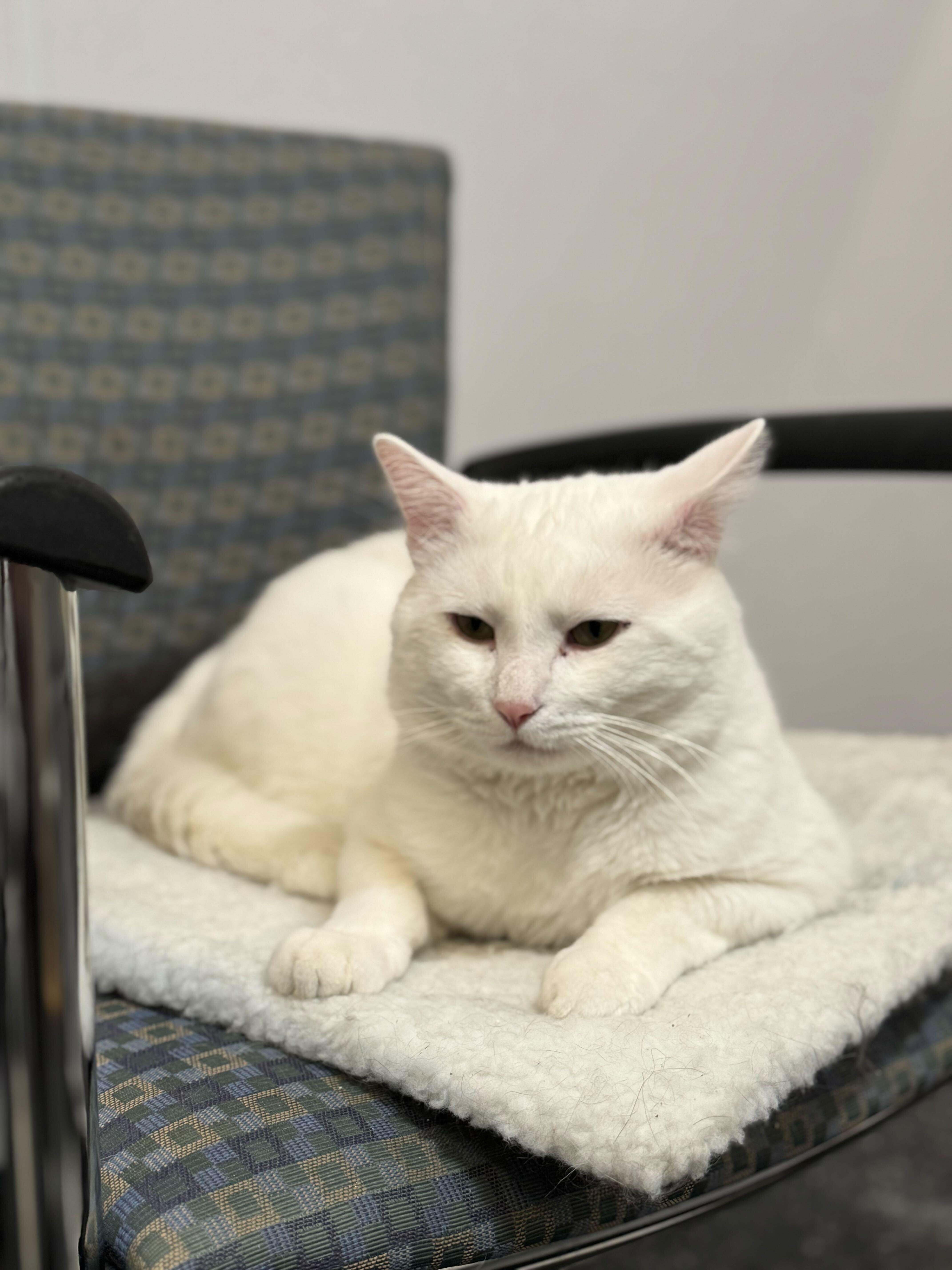 Enlarge Wynter, a Adoptable Domestic Short Hair in Waltham, MA image 5/6