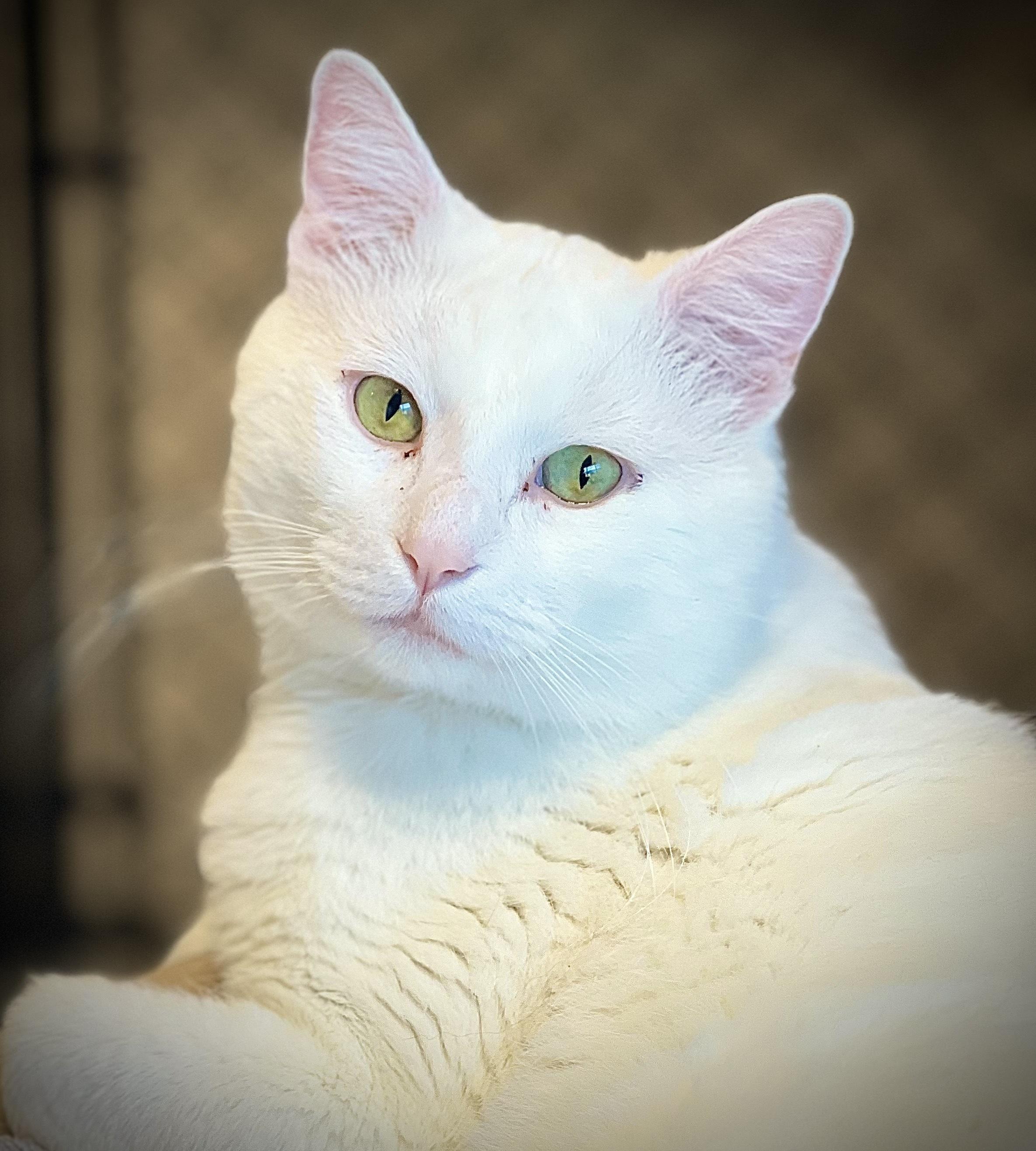 Enlarge Wynter, a Adoptable Domestic Short Hair in Waltham, MA image 1/6