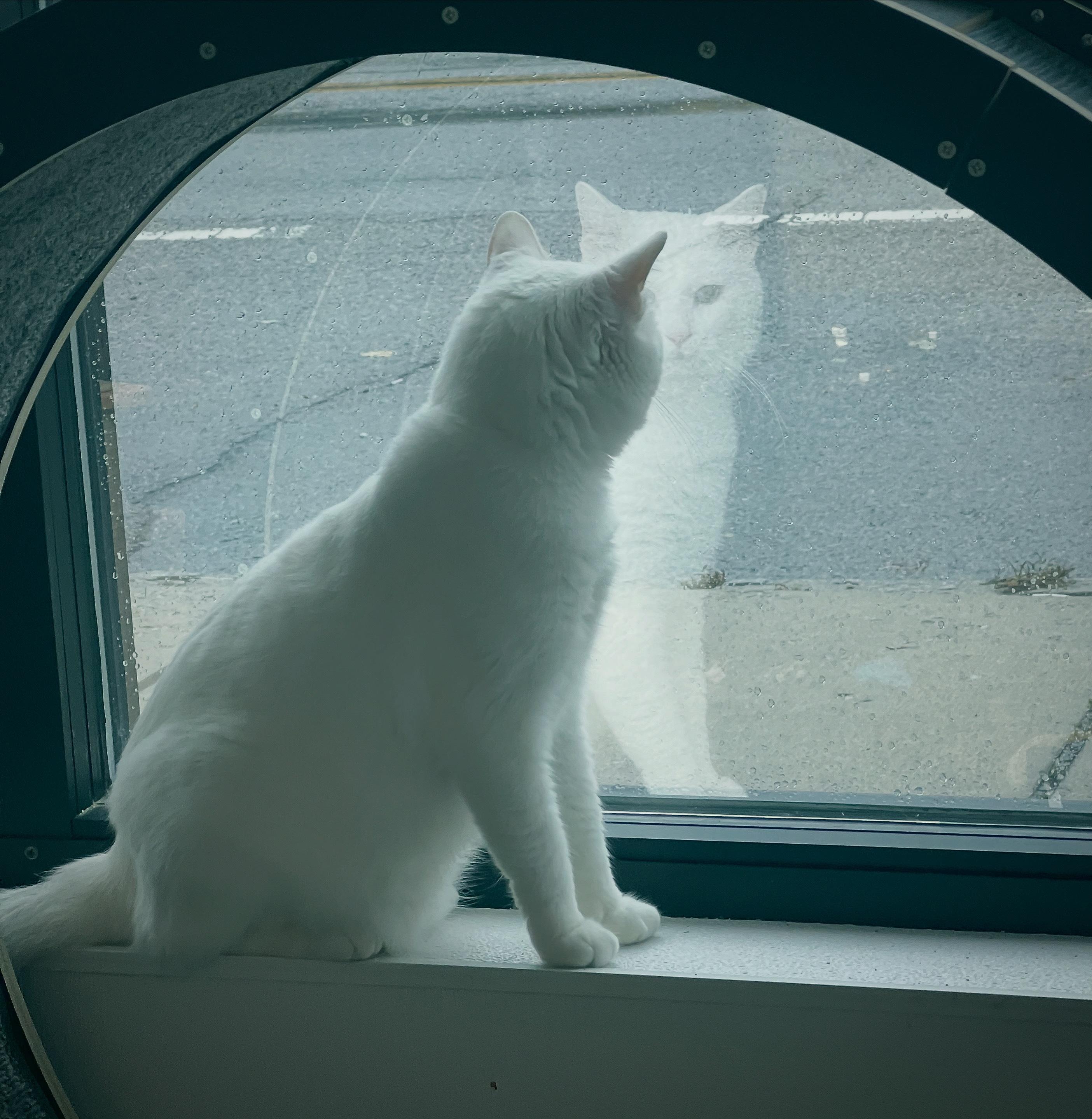 Enlarge Wynter, a Adoptable Domestic Short Hair in Waltham, MA image 4/6