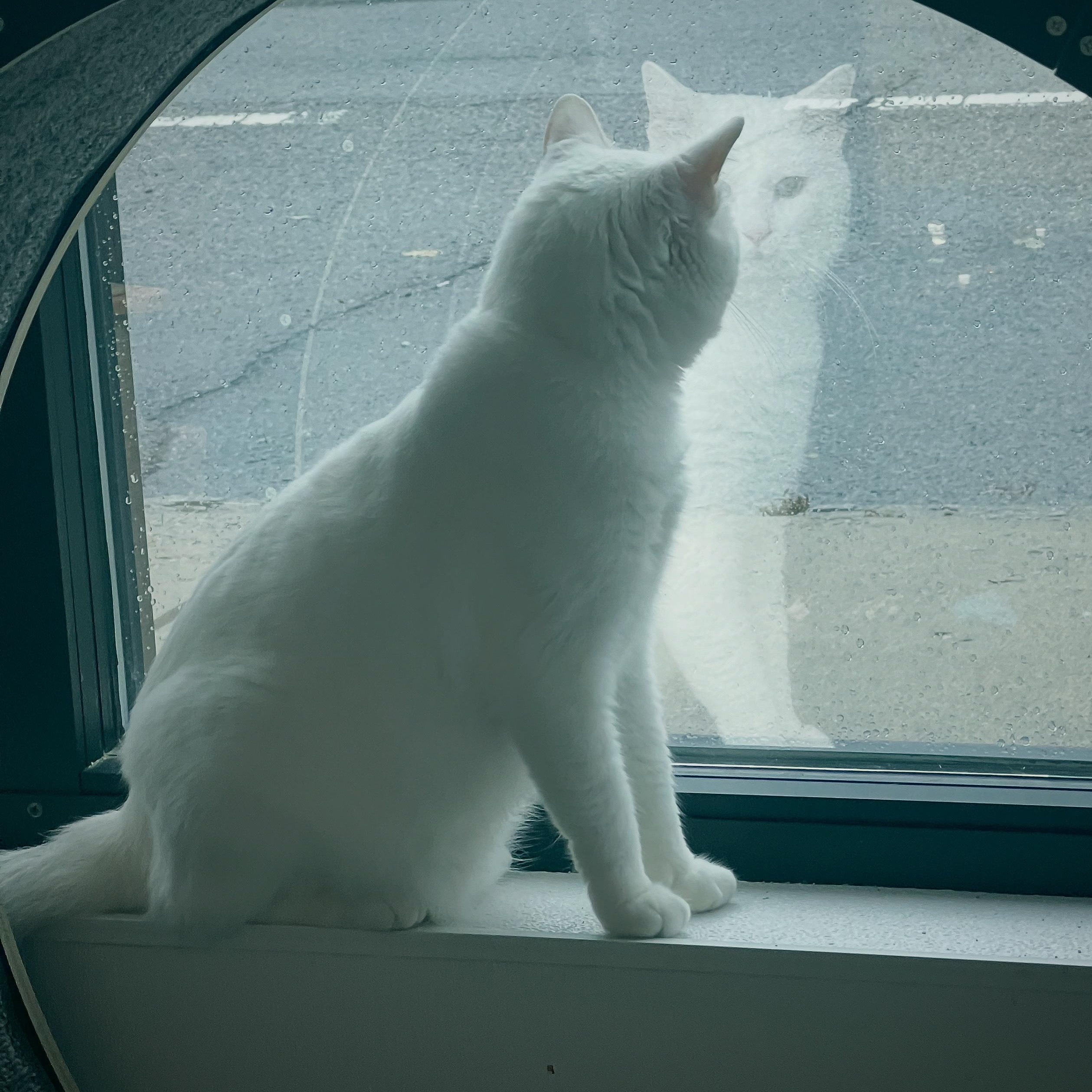 Enlarge Wynter, an adopted Domestic Short Hair in Waltham, MA image 4/6