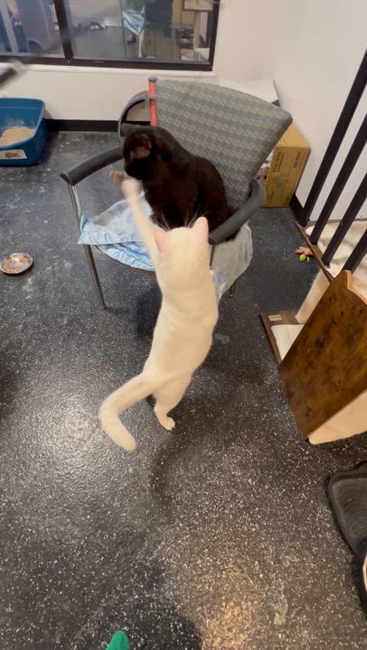 Enlarge Wynter, a Adoptable Domestic Short Hair in Waltham, MA video 2/6