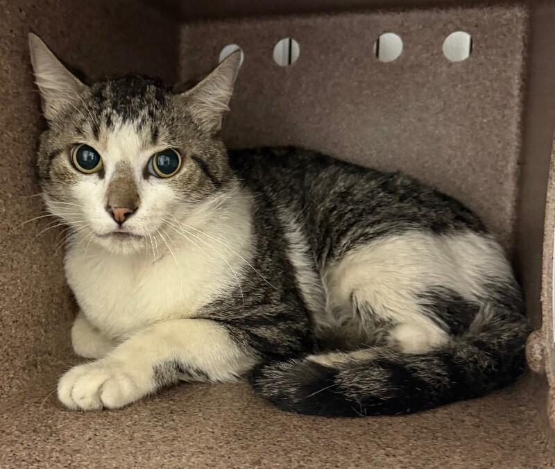 Mayday, Adoptable, Adult Female Domestic Short Hair.