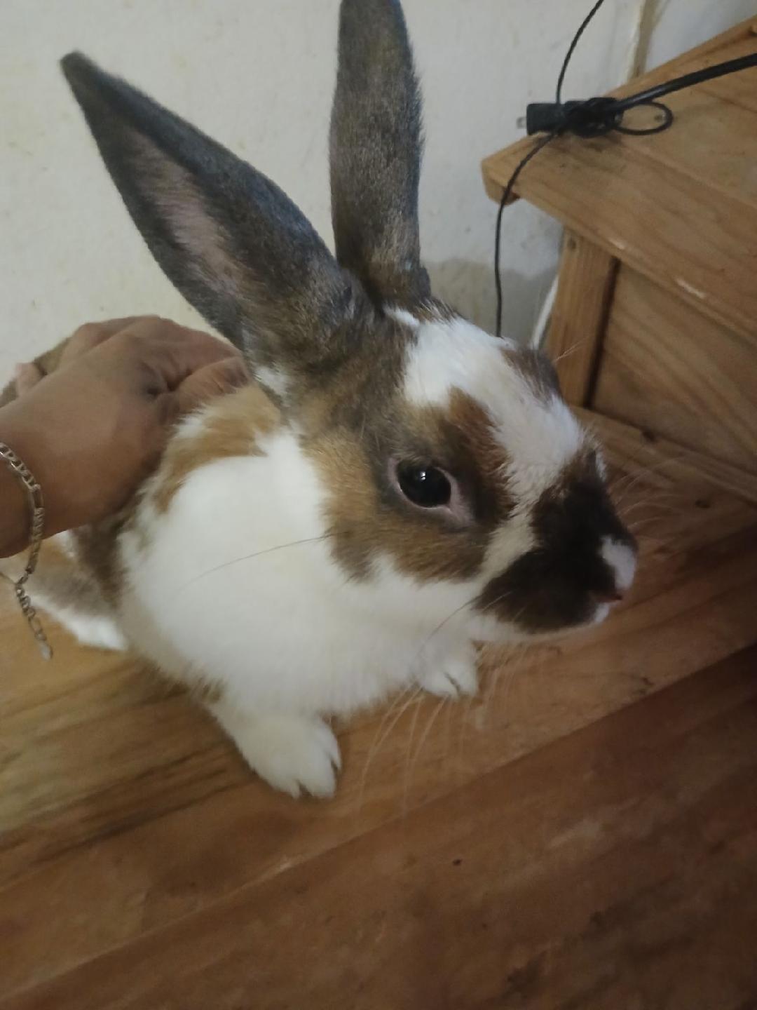 Rabbit for adoption Giuseppe, a Bunny Rabbit Mix in Forest Hills, NY