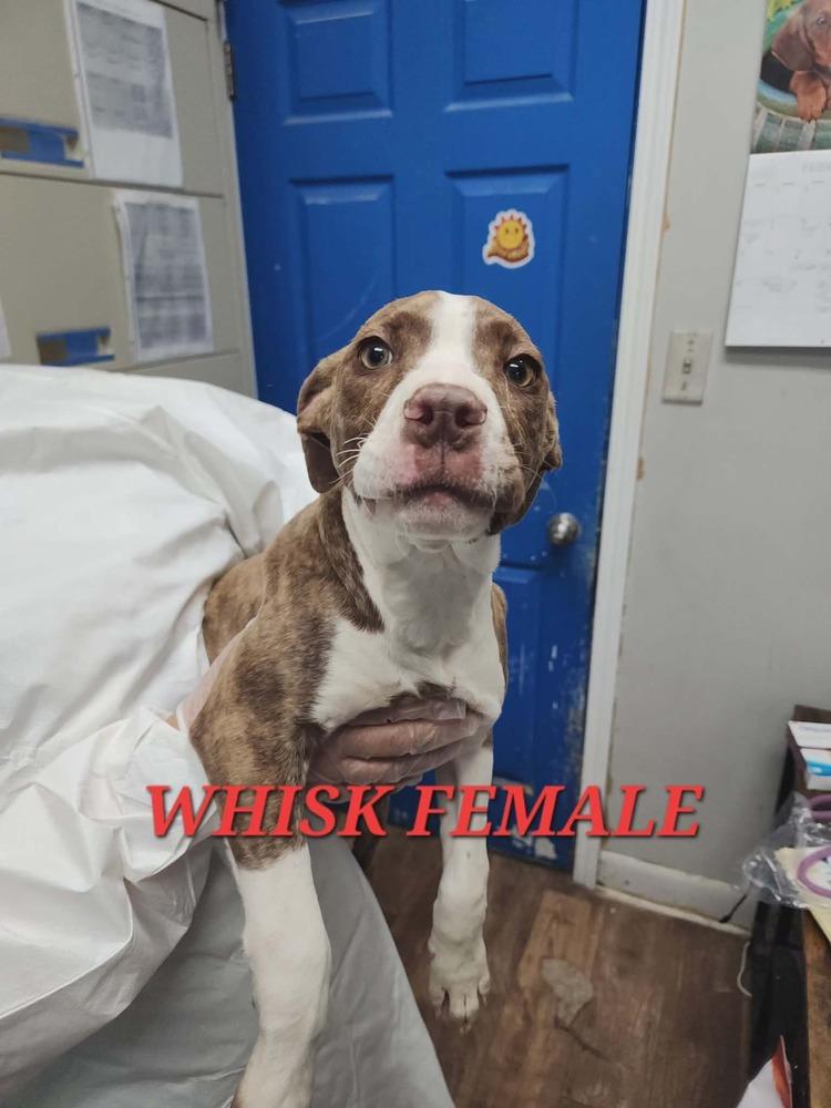 Whisk, Adopted, Puppy Female Pit Bull Terrier.
