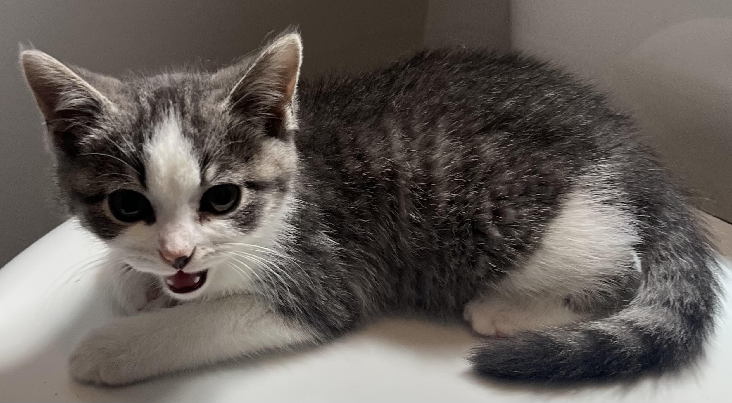 Enlarge Treats, an adopted Domestic Short Hair in Hamilton, ON image 6/6