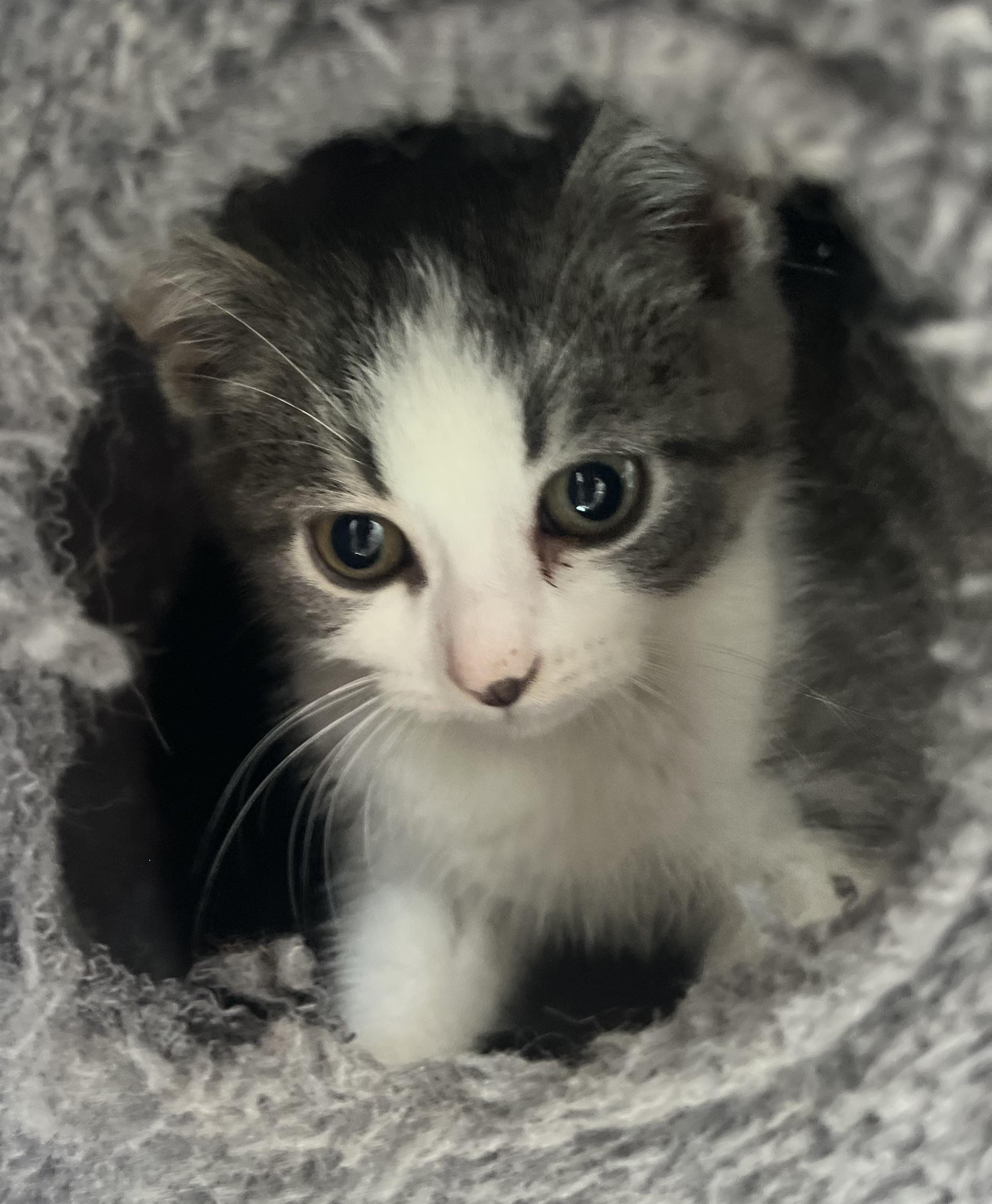 Enlarge Treats, an adopted Domestic Short Hair in Hamilton, ON image 1/6