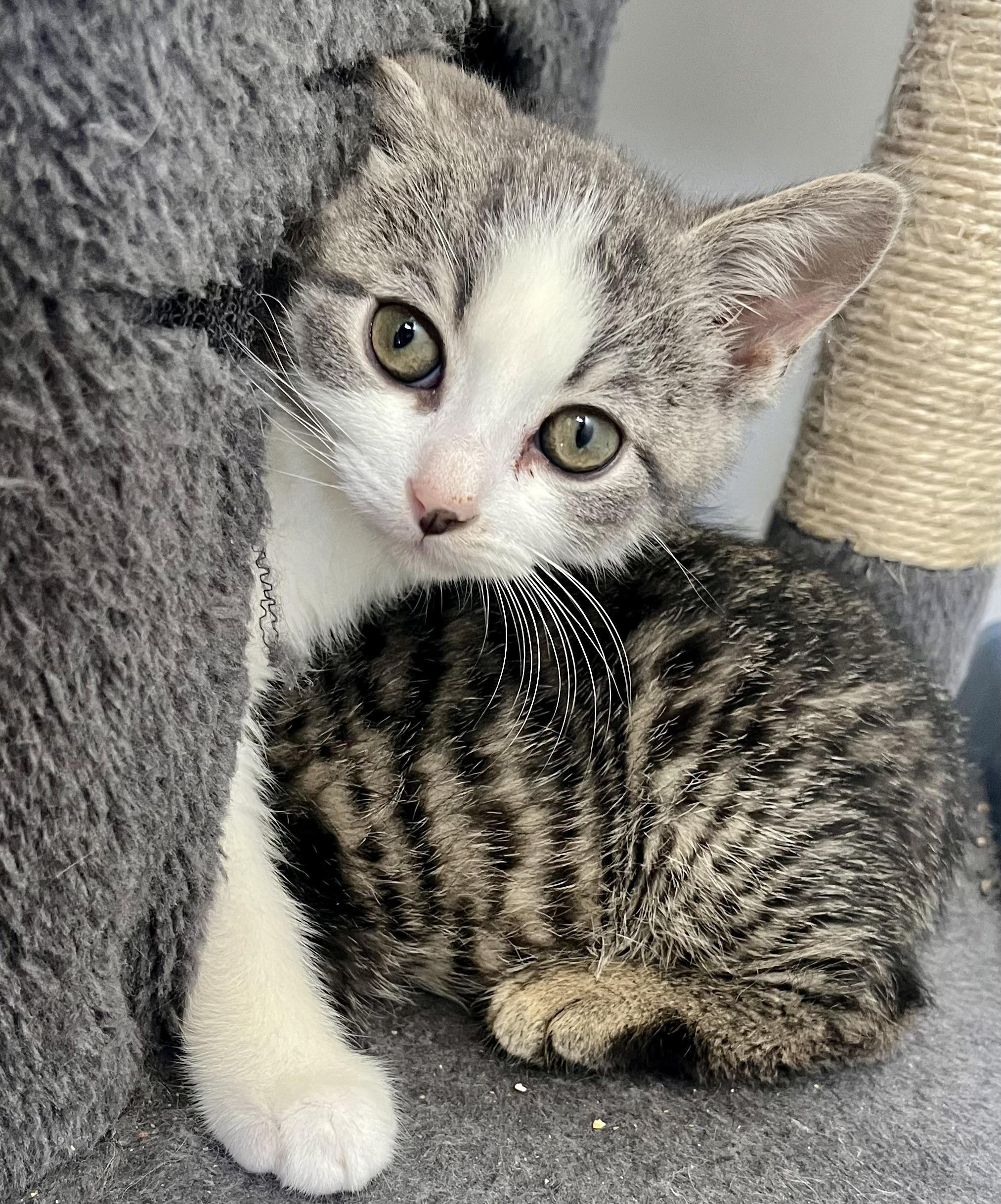 Enlarge Treats, an adopted Domestic Short Hair in Hamilton, ON image 2/6