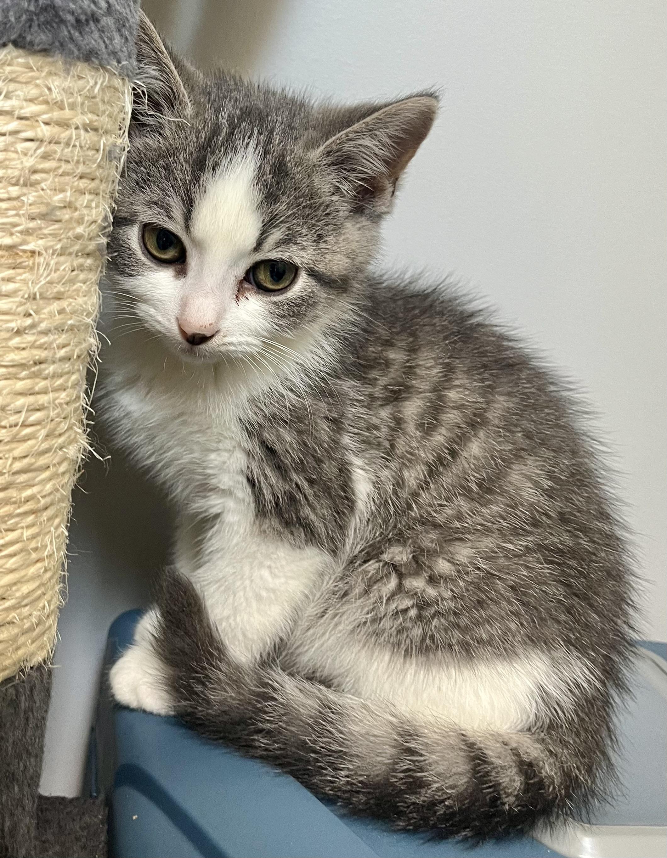 Enlarge Treats, an adopted Domestic Short Hair in Hamilton, ON image 5/6