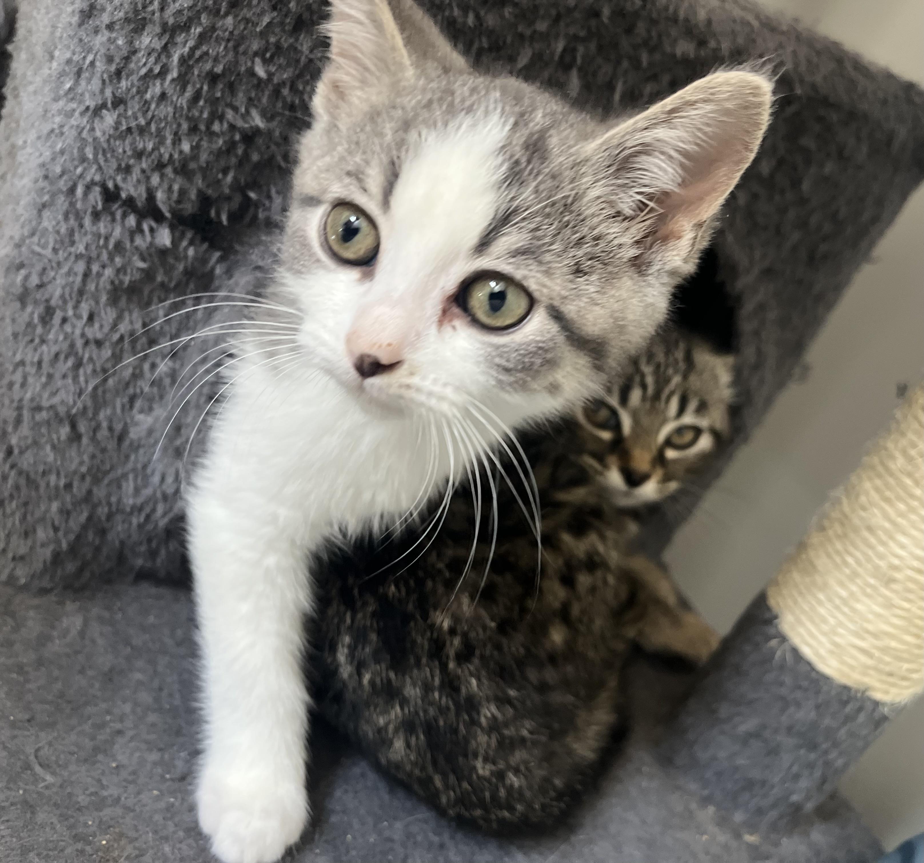 Enlarge Treats, an adopted Domestic Short Hair in Hamilton, ON image 4/6