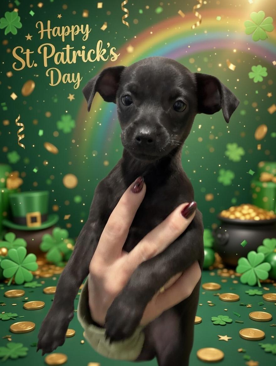 Enlarge Tin - Sunshine Pup, a ADOPTABLE mixed breed in Los Angeles, CA image 2/5