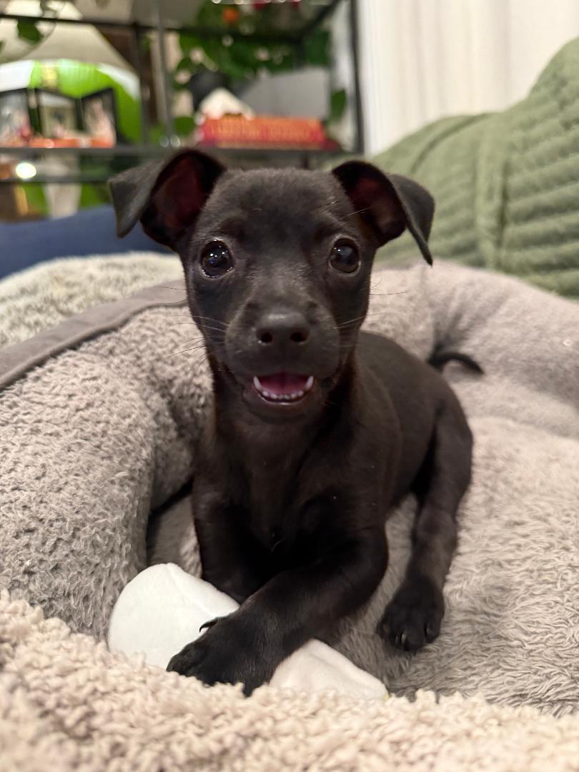Enlarge Tin - Sunshine Pup, a ADOPTABLE mixed breed in Los Angeles, CA image 5/5
