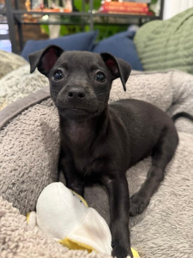 Enlarge Tin - Sunshine Pup, a ADOPTABLE mixed breed in Los Angeles, CA image 1/5