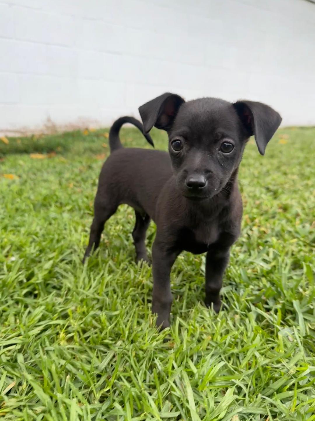 Enlarge Tin - Sunshine Pup, a ADOPTABLE mixed breed in Los Angeles, CA image 3/5