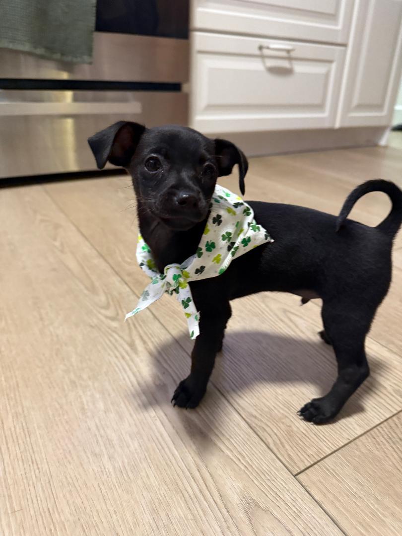 Enlarge Tin - Sunshine Pup, a ADOPTABLE mixed breed in Los Angeles, CA image 4/5