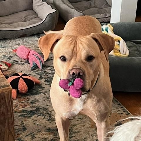 Max, Adoptable, Adult Male Yellow Labrador Retriever.