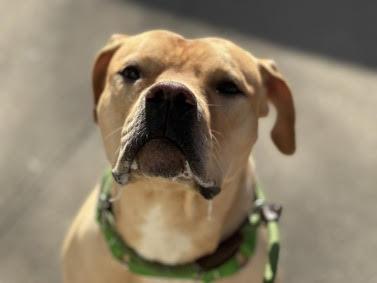 Max, a Adoptable mixed breed in Winchester, VA image 2/6