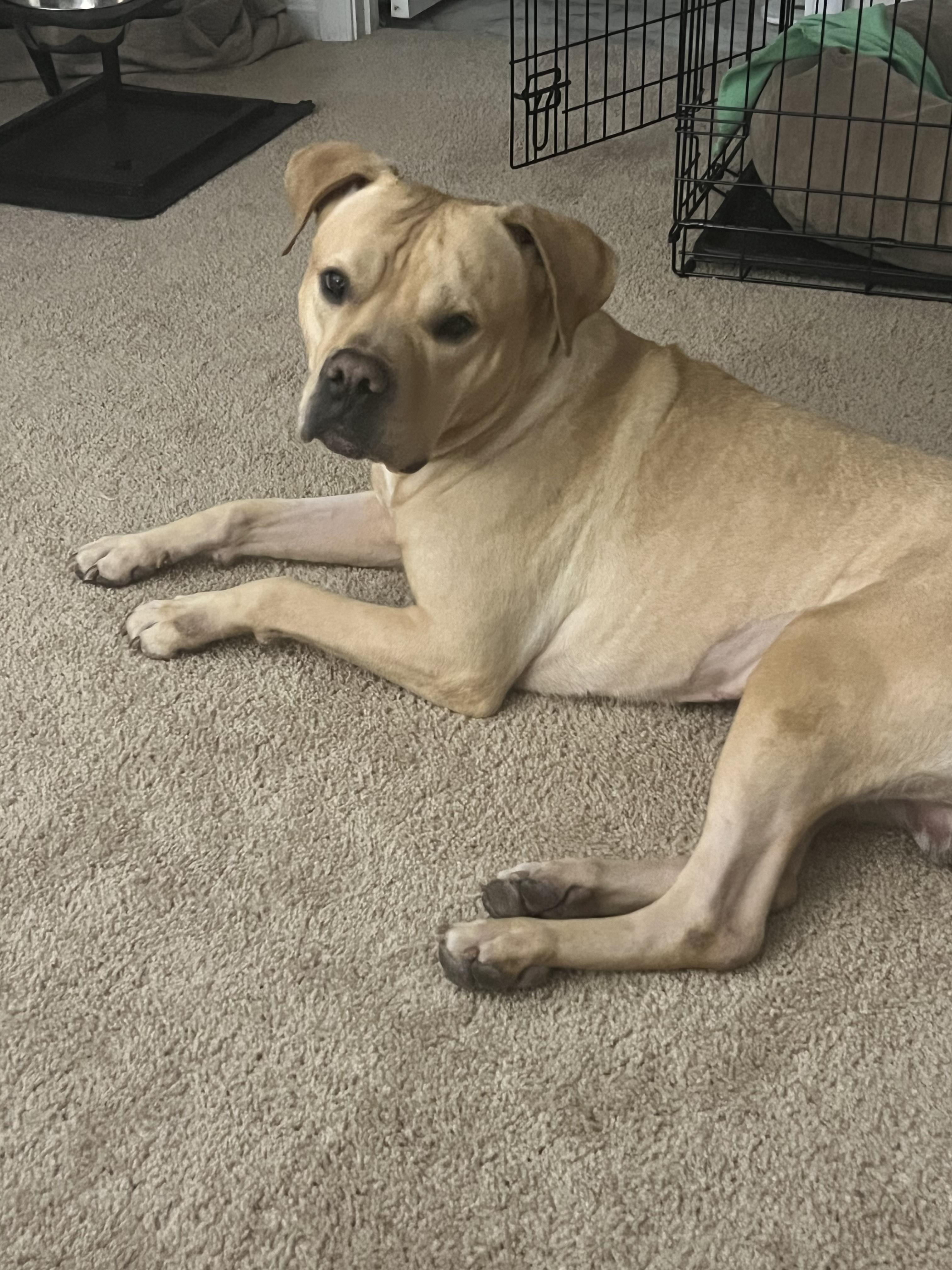 Max, a Adoptable mixed breed in Winchester, VA image 5/6