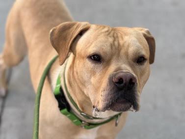 Max, a Adoptable mixed breed in Winchester, VA image 6/6