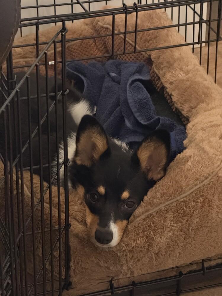 Autumn, Adoptable, Adult Female Australian Shepherd.