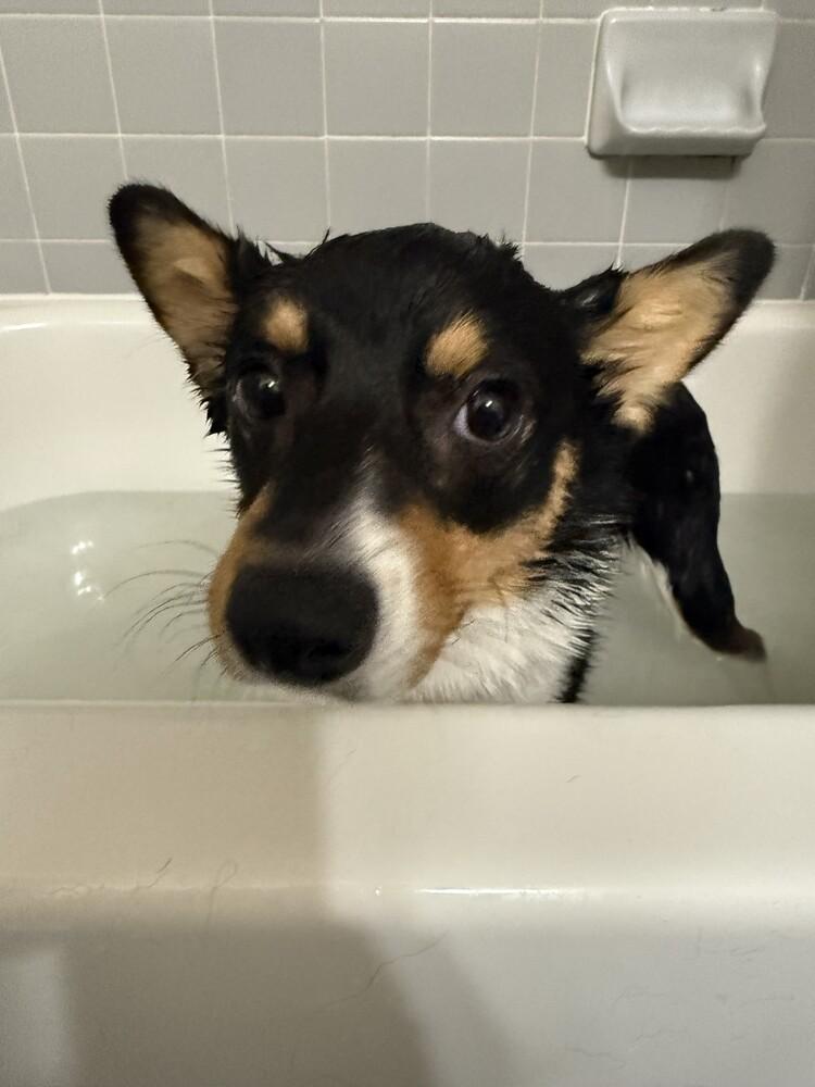 Enlarge Autumn, a Adoptable mixed breed image 2/6