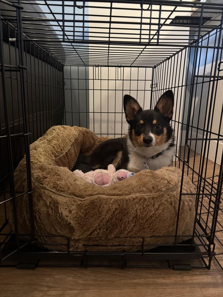 Enlarge Autumn, a Adoptable mixed breed image 3/6