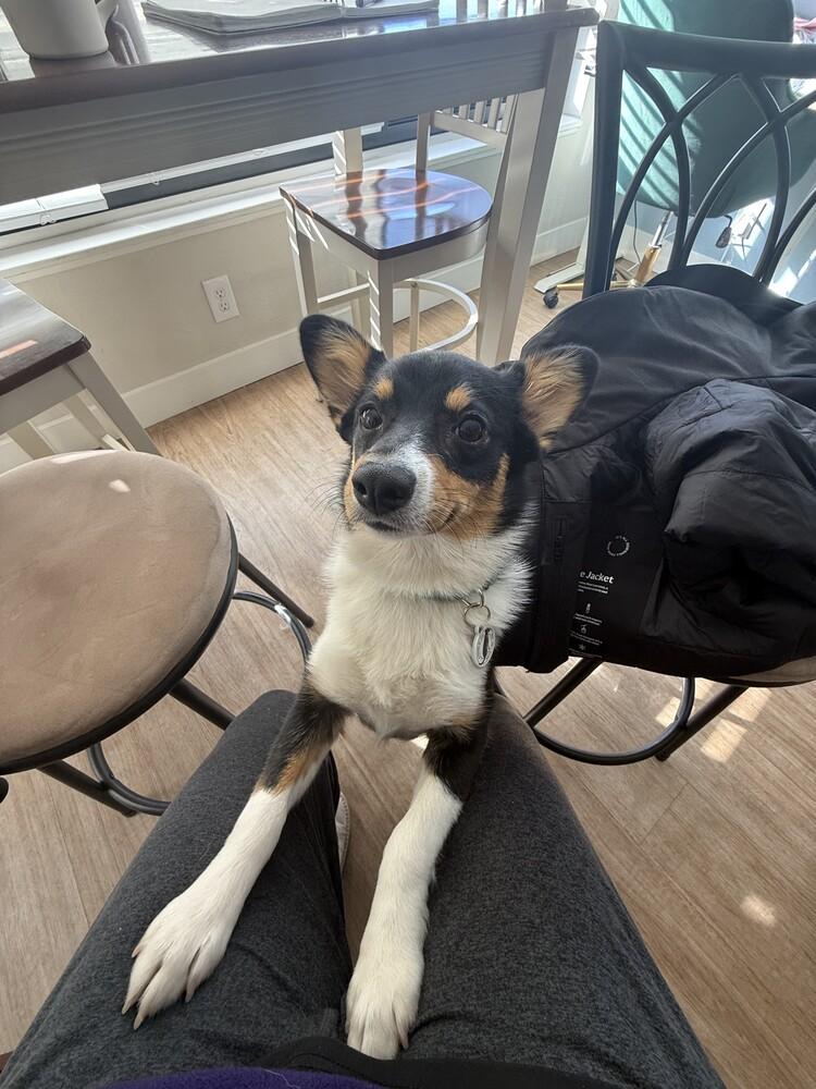 Enlarge Autumn, a Adoptable mixed breed image 4/6