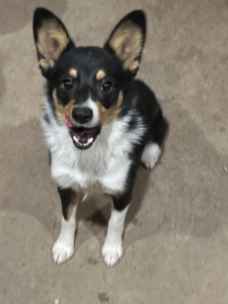 Enlarge Autumn, a Adoptable mixed breed image 5/6