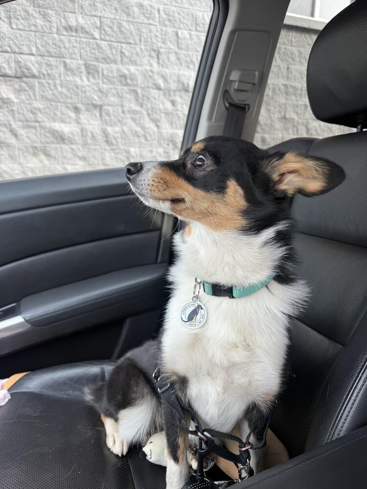 Enlarge Autumn, a Adoptable mixed breed image 6/6